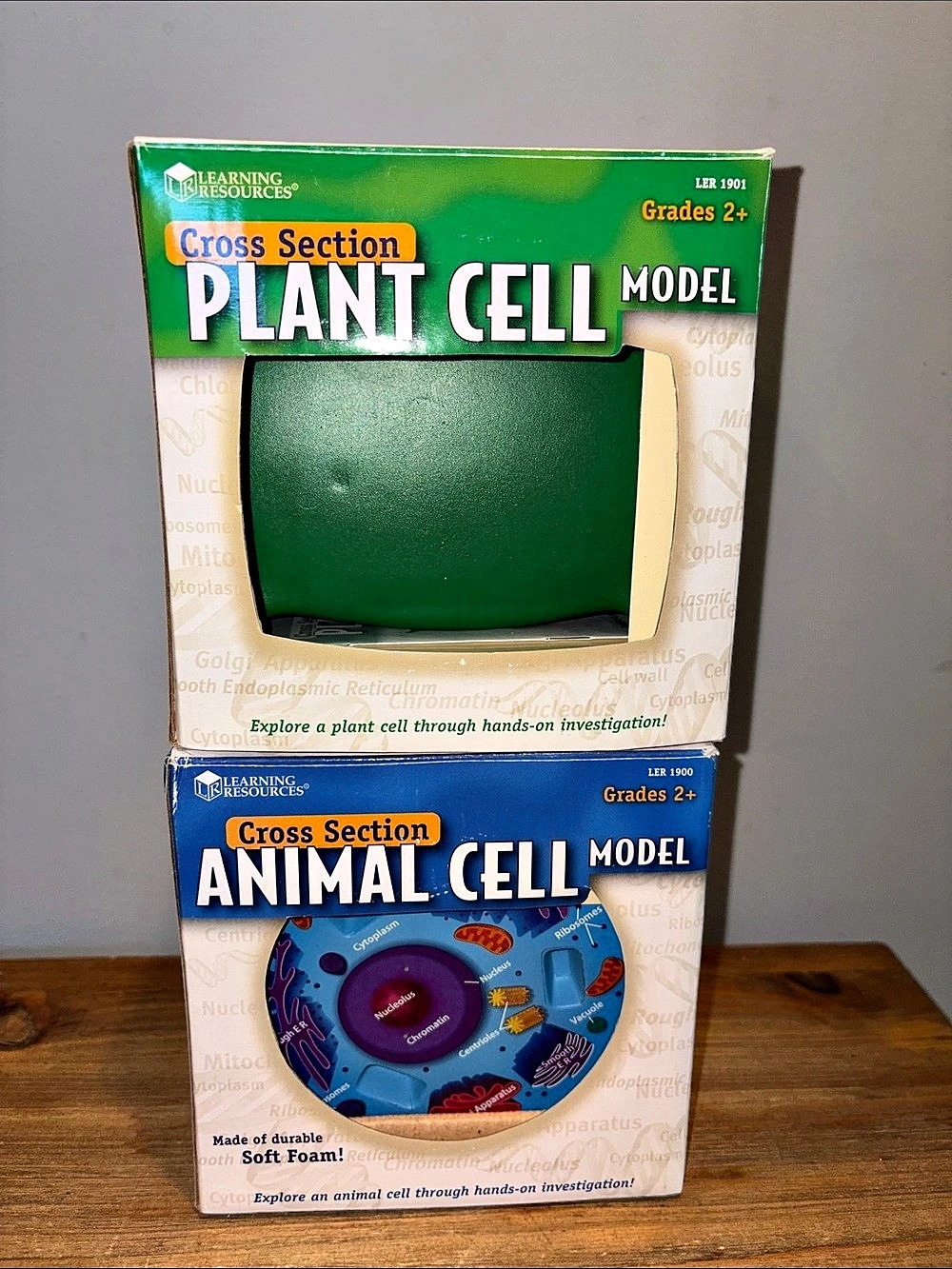 Learning Resources Cross Section Plant Cell Model & Animal Cell Model Set